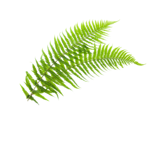 polypodium for pigment 198